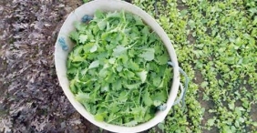 Second chance salads: the urban farms that help disadvantaged people find a future
